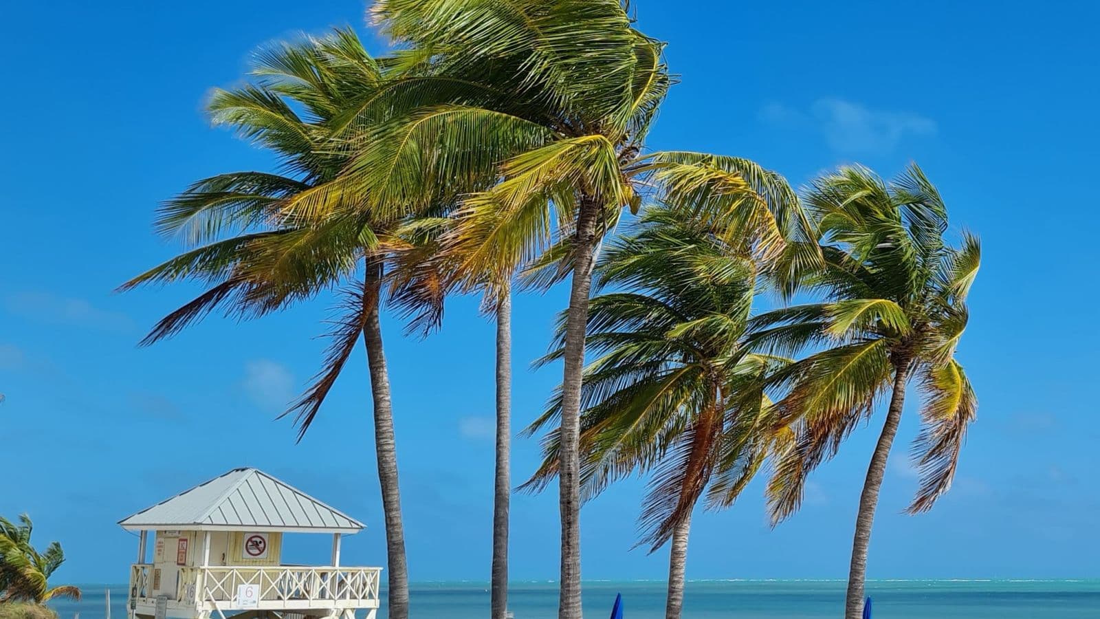 Palm trees and a lifeguard hut on a sunny South Florida beach