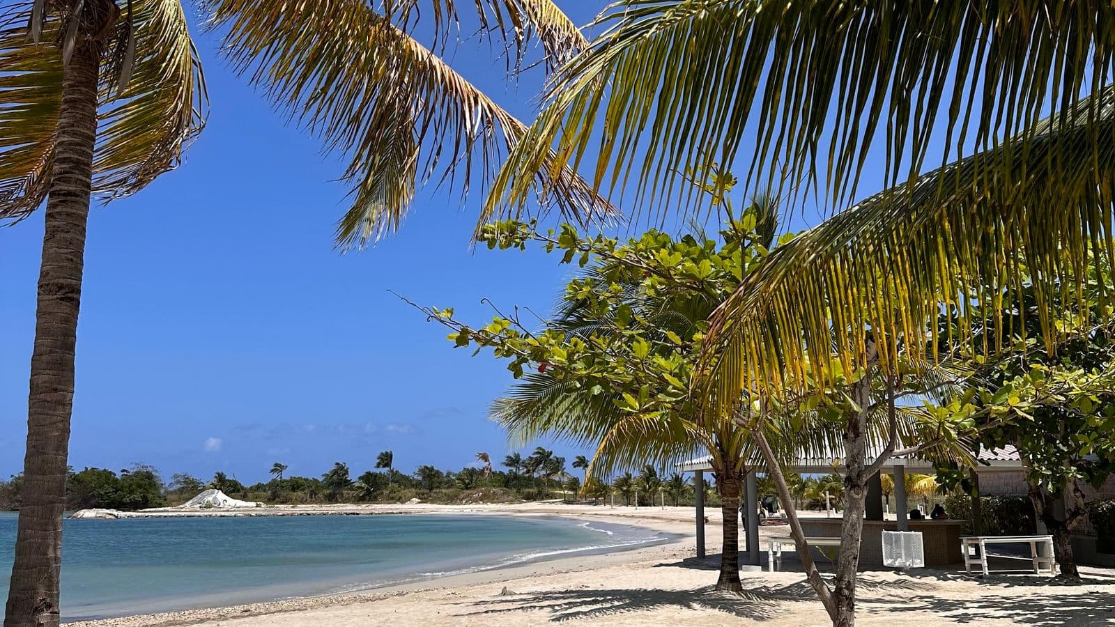 Palm-lined Caribbean beach with clear turquoise water