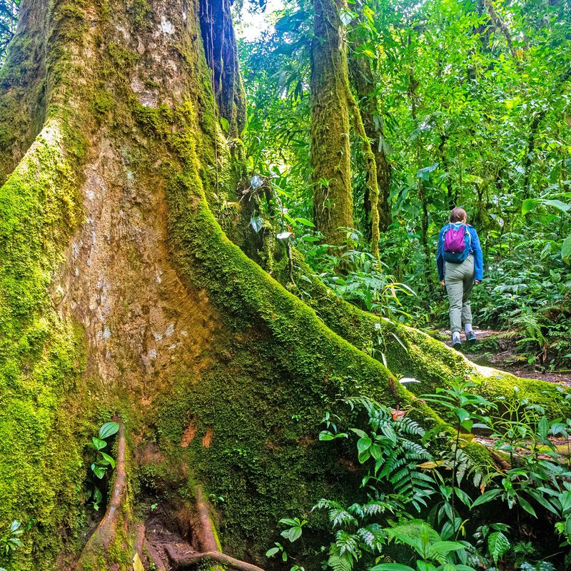 Monteverde Cloud Forest