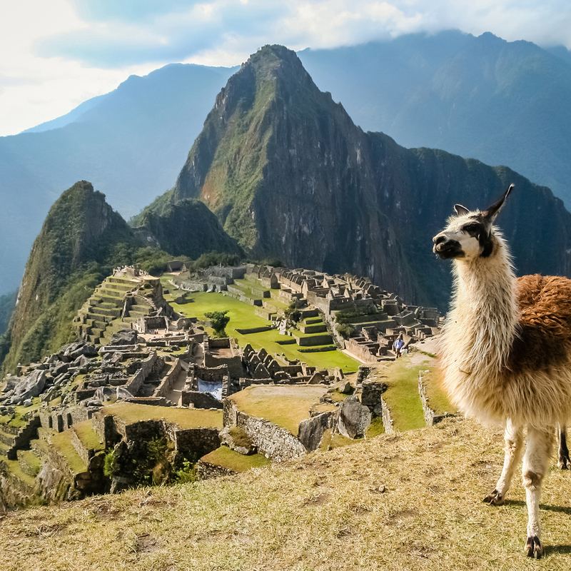 Machu Picchu Llama