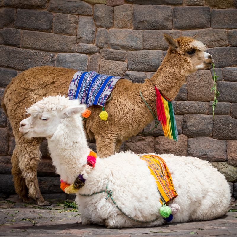 Cusco Llamas