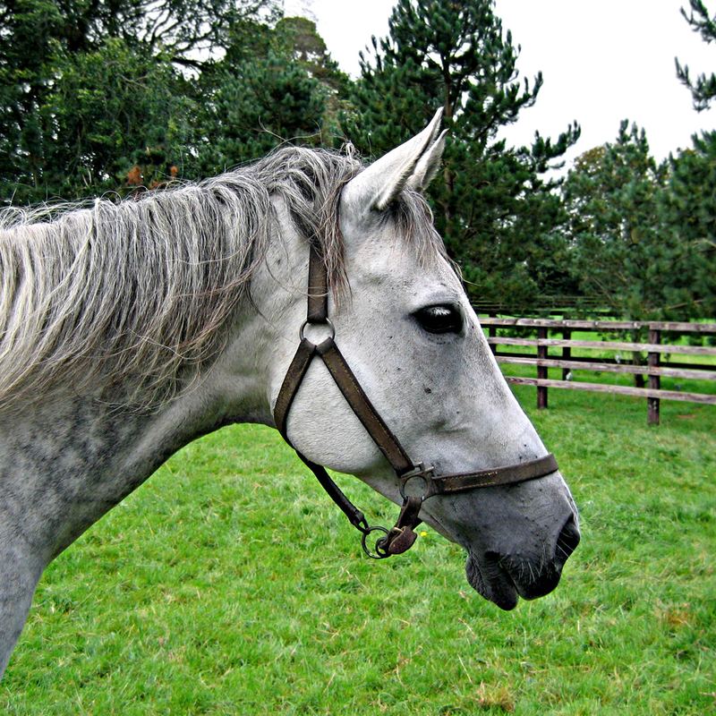 Kildare National Stud