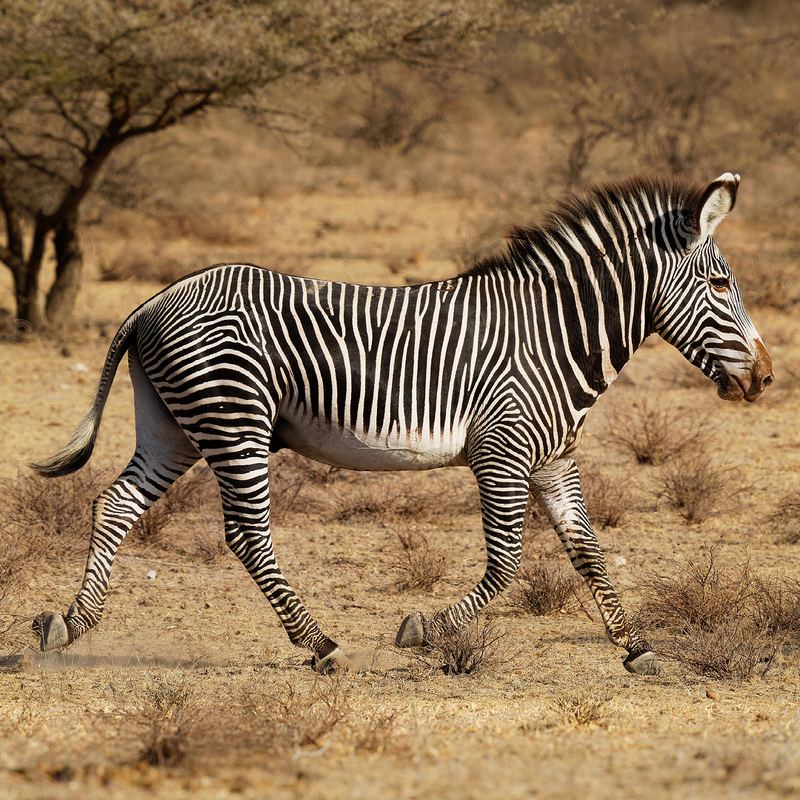 Shaba Grevys Zebra