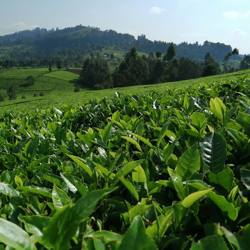 Kenyan Highlands