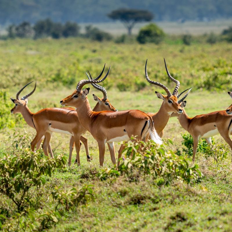 Lake Nakuru Impala