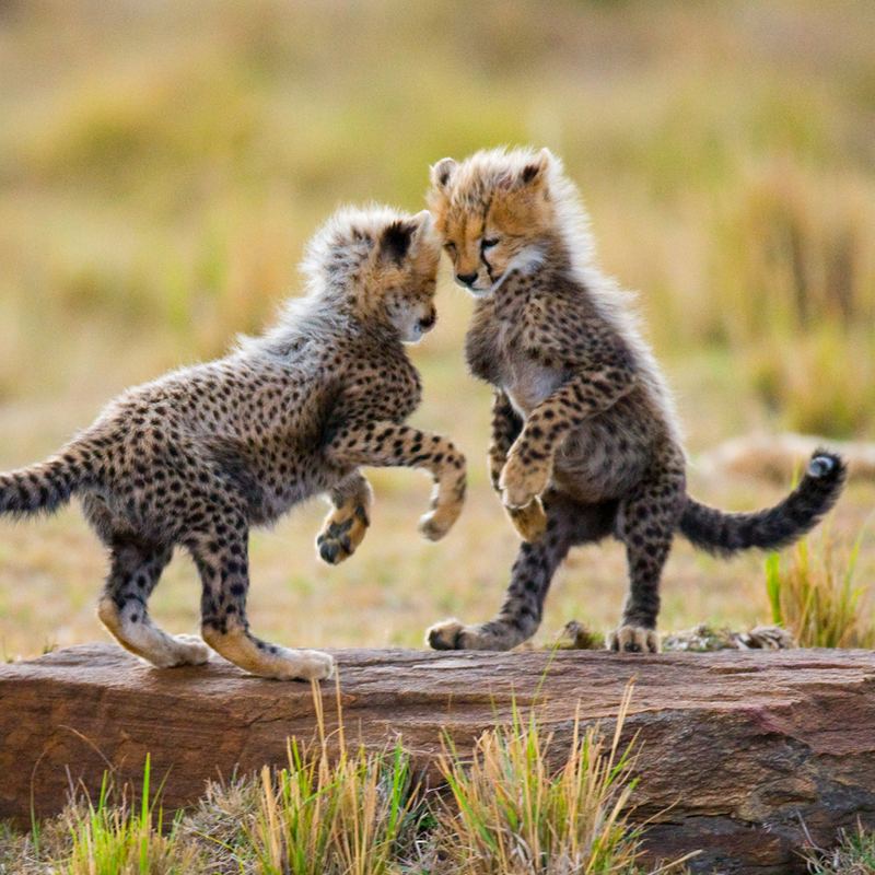 Maasai Mara Cheeta