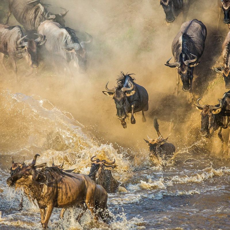 Maasai Mara Wildebeests
