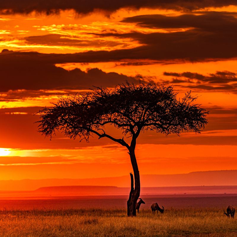 Maasai Mara Sunset