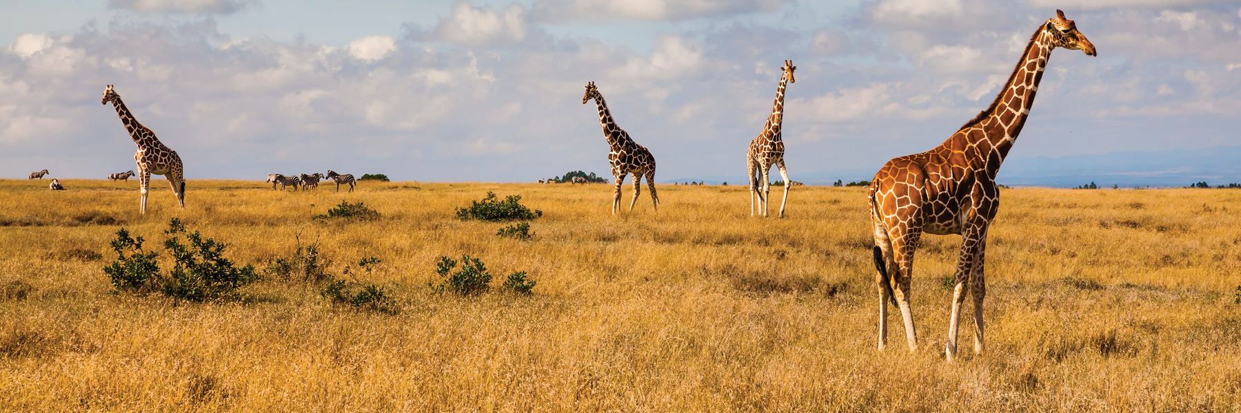 Kenya: A Classic Safari