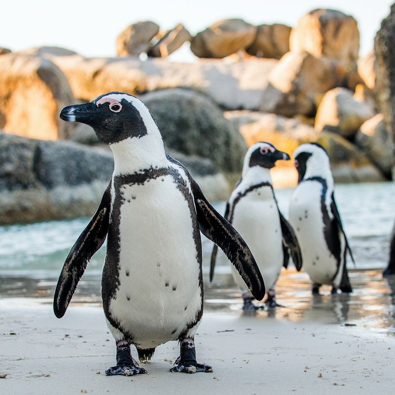 Cape Town Penguins