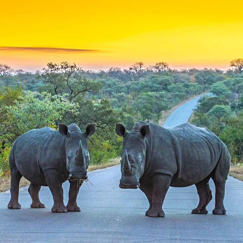 Kruger National Park Rhino