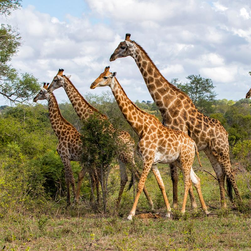 Greater Kruger Giraffe