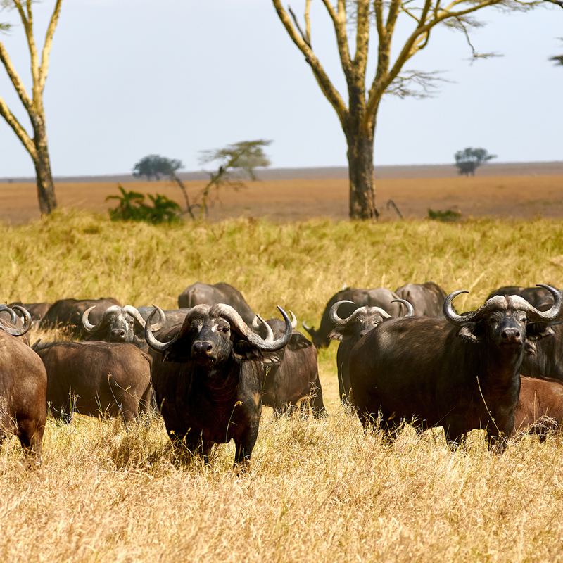 African Buffalo