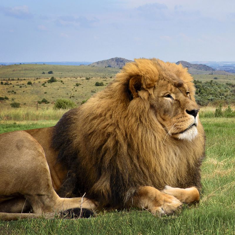 Africa Lion