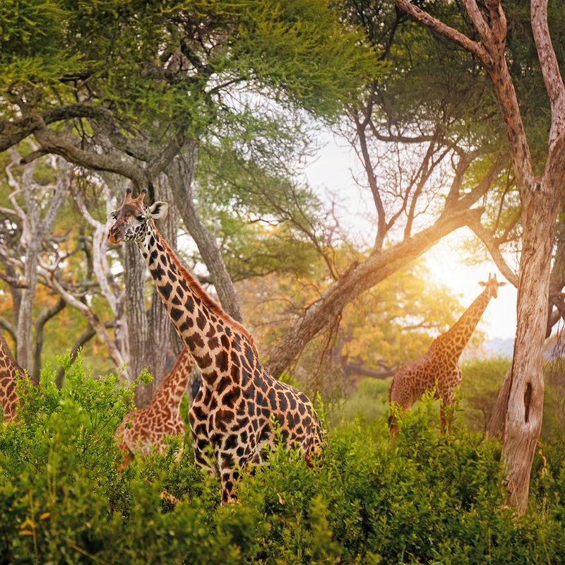 Tanzania Tarangire National Park