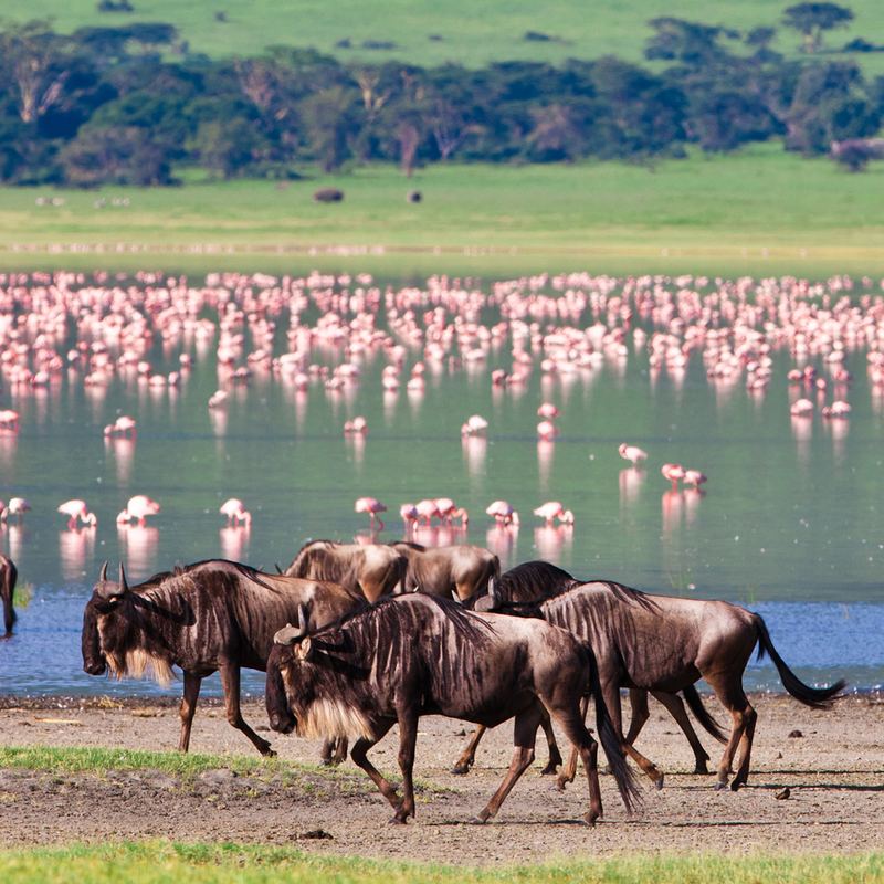 Ngorongoro Crater
