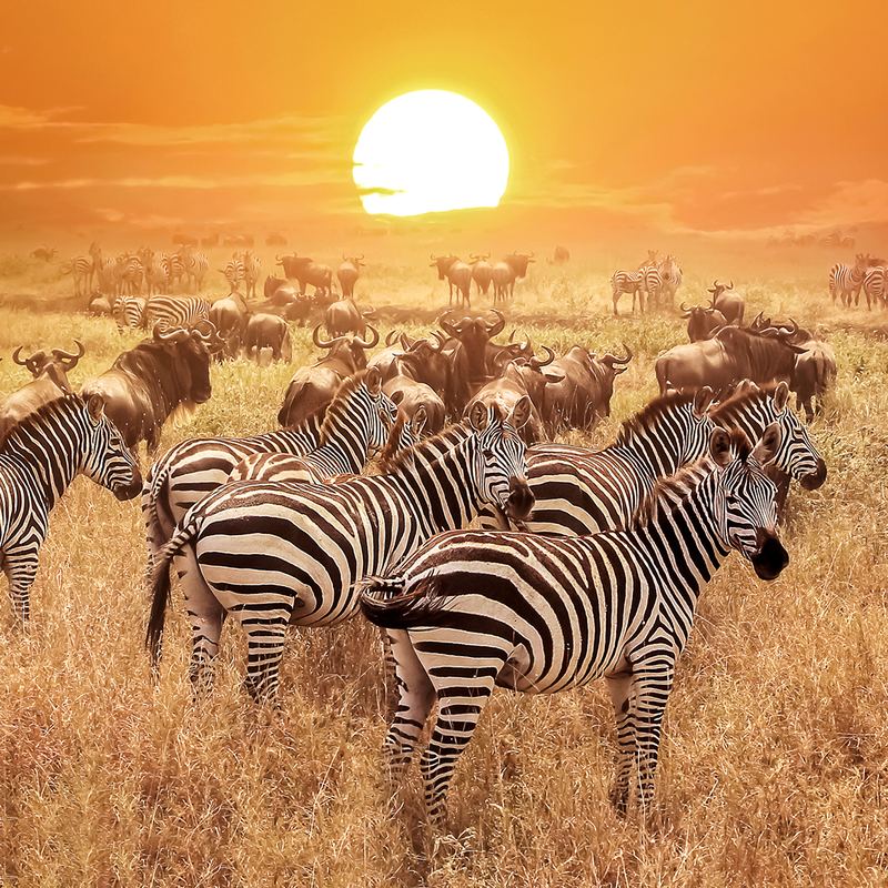 Serengeti Zebra