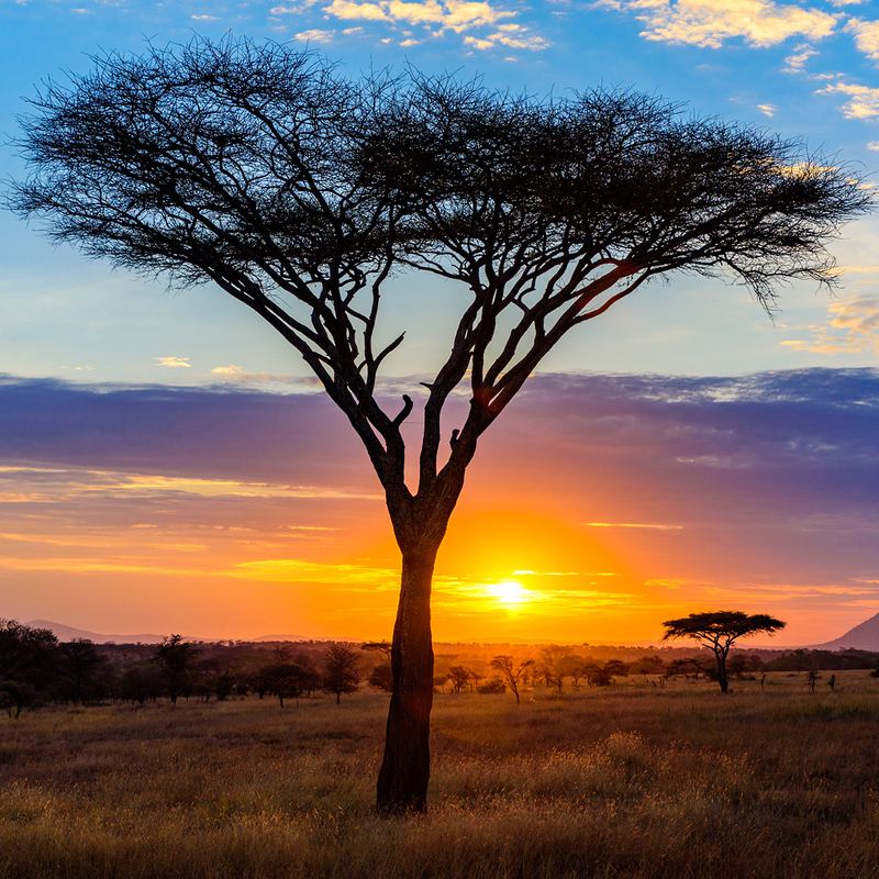 Serengeti Sunrise